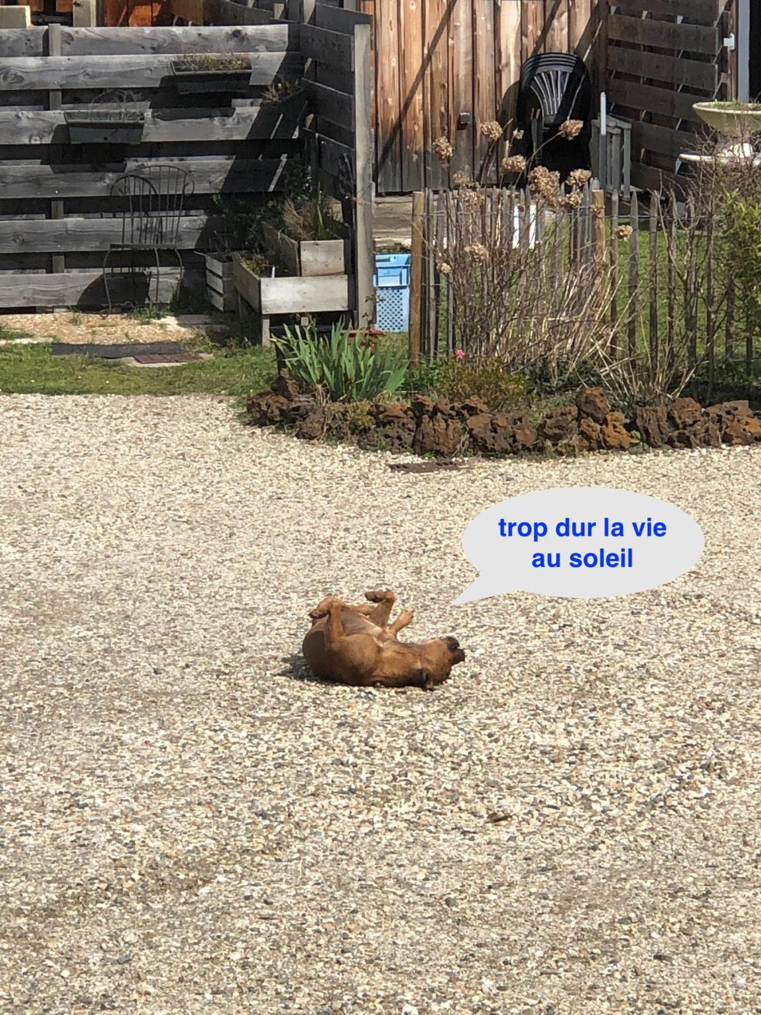 Les Logis D'Argent Studio Independant Parking Entree Autonome Linge De Lit Et Serviettes Wifi Fibre Tv Connectee Мимизан-Плаж Экстерьер фото